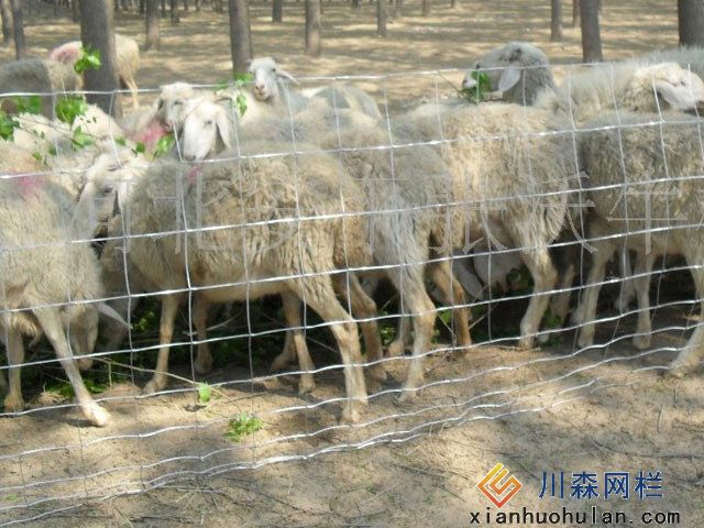 养羊用的护栏网